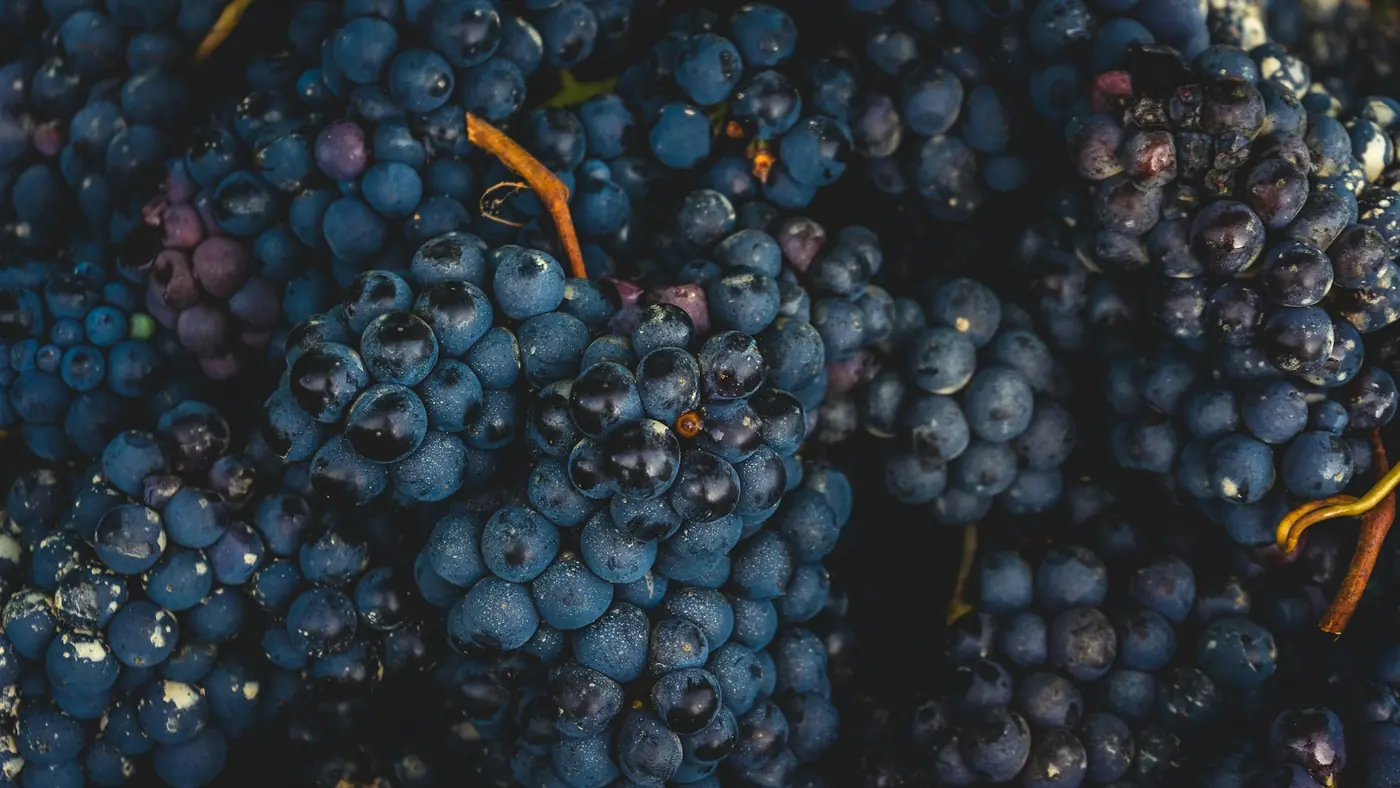 Grappoli di uva rossa fitti sulla pianta