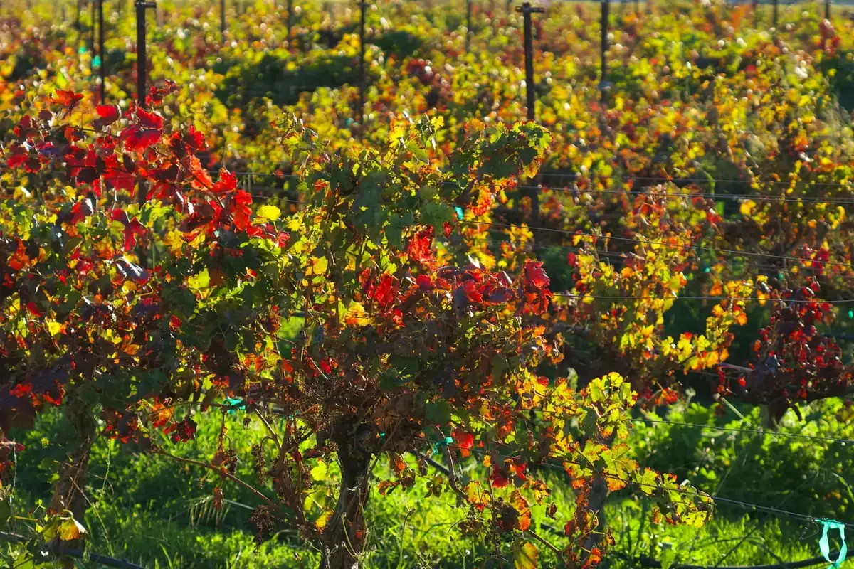 Foglie di vite rosse e verdi in autunno, in primo piano tra i filari